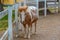 Foal of Lipizzan horses in Slovenian village Lipica