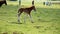 Foal or little horse running meadow