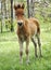 Foal in Lojsta Hed, Sweden