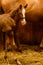 Foal Looks Back at Camera