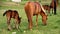 The foal and mare eat a grass on a pasture