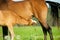 Foal and mare on a pasture closeup going to eat