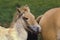 FOAL AND MARE PRZEWALSKI HORSE