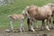 Foal and mare in Pyrenees