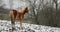 The foal on the meadow