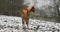 The foal on the meadow