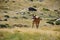 Foal on meadow in mountain valley in Pyrenees near Coma Pedrosa peak. Andorra