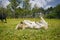 Foal of miniature horse lying on back in grass