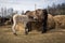 Foal and mom. Fawn brown foal is eating hay and drinking milk of its mother in the special paddock. Playful cheerful fun cute