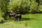 Foal and mom are standing in the water of a green flowering lake