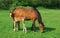 Foal and mother