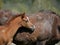 Foal with mother