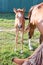 Foal near horse mother on green grass at farm