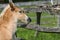 Foal next to wooden fence