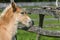 Foal next to wooden fence