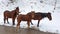 Foal with parents in the snow. Family of wild horses in the snowy forest.