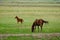 Foal playing and galloping next grazing mare