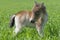 Foal pony