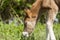 Foal pony eating the green grass