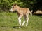 foal pony walks on the green grass