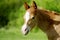 Foal portrait