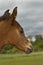 Foal in profile