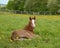 Foal resting in a paddock