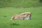 Foal resting on pasture