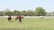 Foal running ranch scene