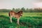 Foal shetland pony in a green meadow