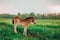 Foal shetland pony in a green meadow