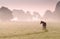 Foal silhouette on pasture in fog