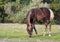 The foal of silvery-black color on a glade