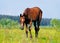 Foal sneak in the pasture