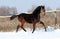 Foal in the snow