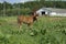 Foal standing grazing in the pen for horses, stable of a rural farm on a background. Mena, Ukraine