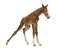 Foal standing up and balancing