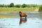 Foal standing in water