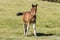 Foal stands on the meadow in the Pyrenees of Andorra