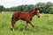 Foal on summer meadow stud farm