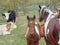 A foal together with its mother and some cows around