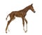 Foal trotting