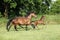 Foal trotting mares