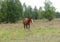 Foal walks on the edge of the forest