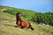 Foal/young horse laying on the mountain hill