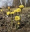 Foalfoot or Coltsfoot medicinal wild plant. Farfara Tussilago herb is growing in meadows. Group of yellow flowers.