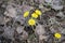 Foalfoot, coltsfoot, sow-foot (Tussilago farfara)