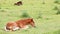 Foals lying on field