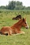 Foals lying on pasture