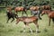 Foals and mares